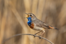 Podróżniczek, Bluethroa...