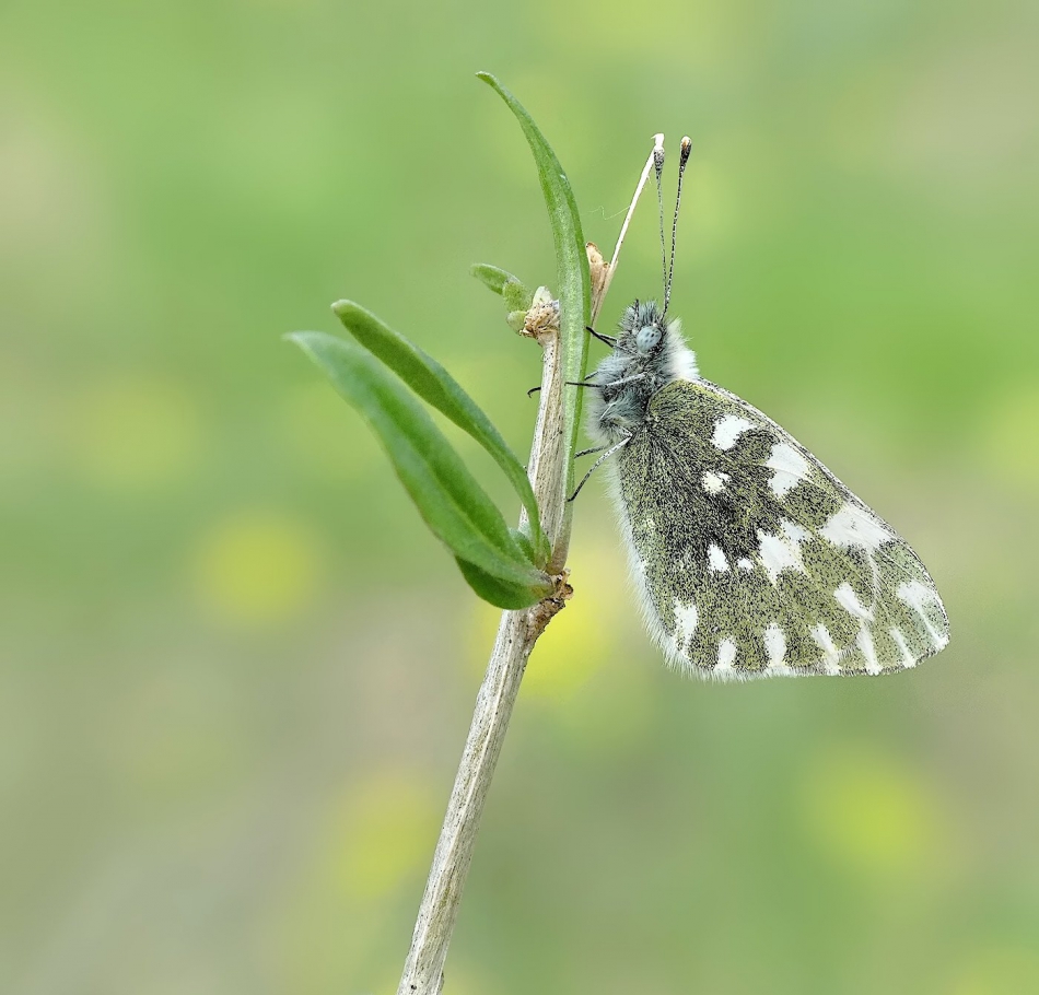 keni - Białawiec rukiewnik (Pontia edusa). . Zdjęcie 314586