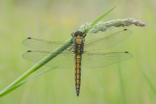 Lecicha wielka