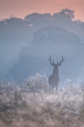 Misty cold