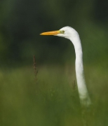 Czapla biała