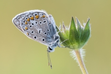 Polyommatus icarus