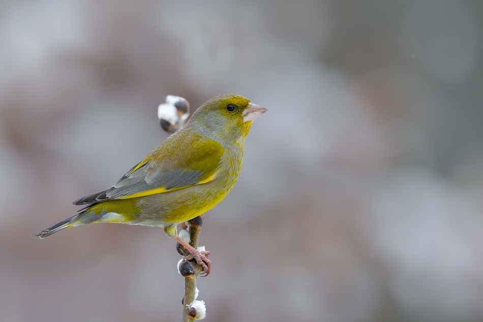 fotodam - Kanarek PL. Kanarek PL Dzwoniec (Carduelis chloris) European Greenfinch . Zdjęcie 330623
