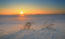 Trawa
