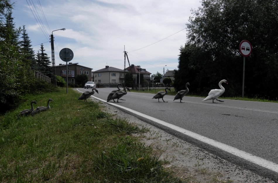 Rafal_S - . . Zdjęcie 246595