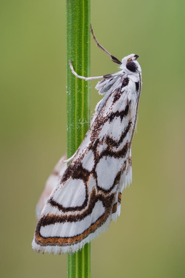 prajzner - Nymphula nitidulata. Wyjątkowa ćma - gąsienice tego gatunku są organizmami podwodnymi.. Zdjęcie 272607
