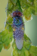 Microchrysa polita.