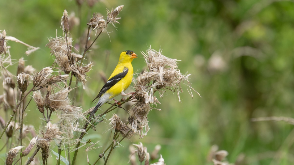 fotosc - . American Goldfinch. Zdjęcie 316637