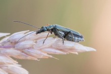Zalęszczyca zielona 