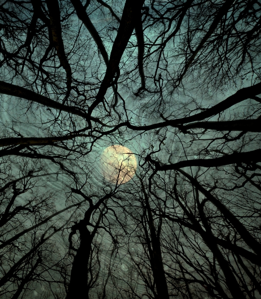 robin74r - Into the Trees.... Cz.III. Zdjęcie 323633