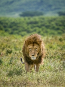 Król Ngorongoro