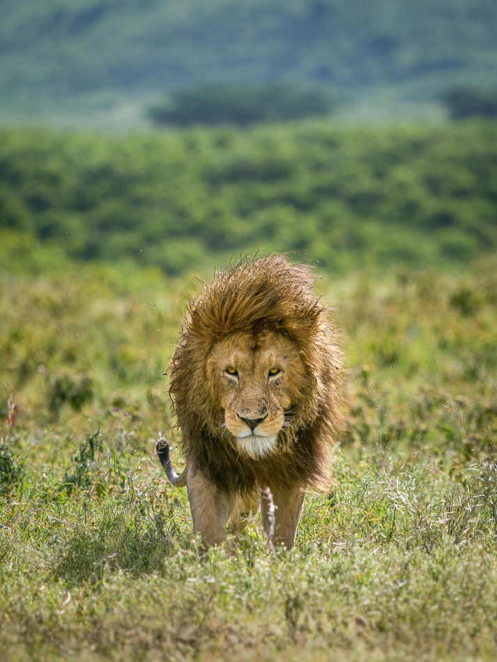 Lilen - Król Ngorongoro. Jeden z wielu lwów zamieszkujących przepiękne miejsce jakim jest rezerwat Ngorongoro.. Zdjęcie 284114