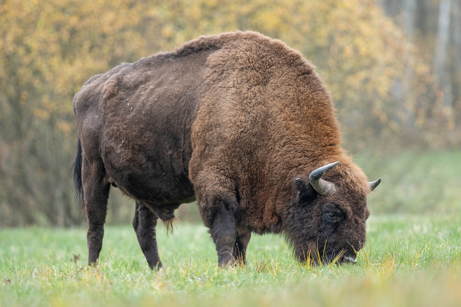 darek_d - czas na żubra. 08.11.2020 Puszcza Białowieska. Zdjęcie 278068