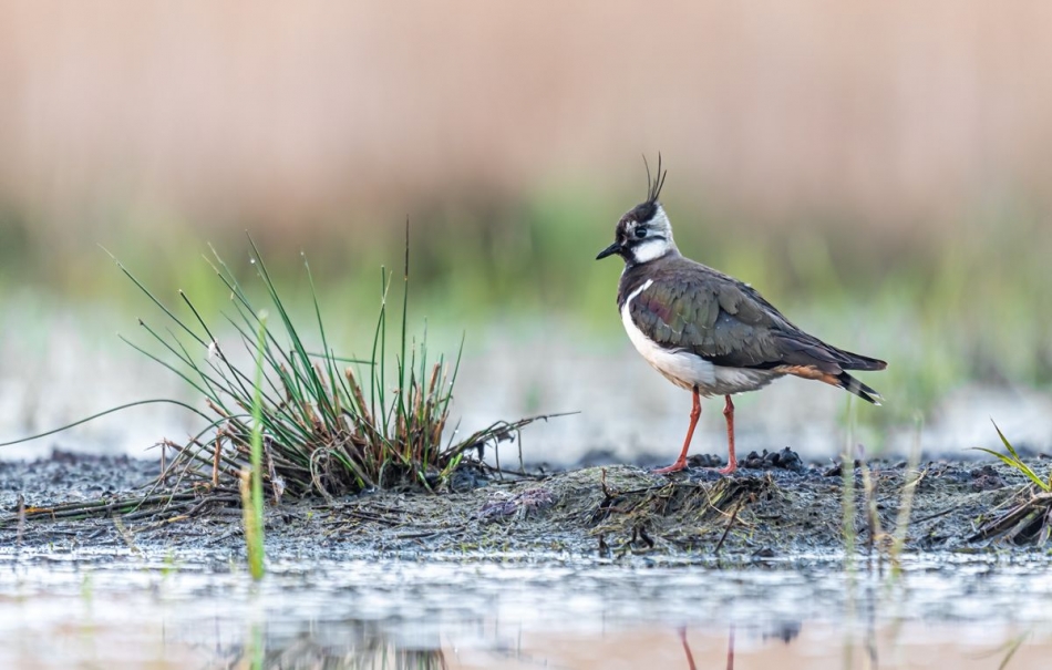 slaw300 - Czajka. . Zdjęcie 336398