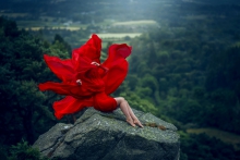 Poppy Flower