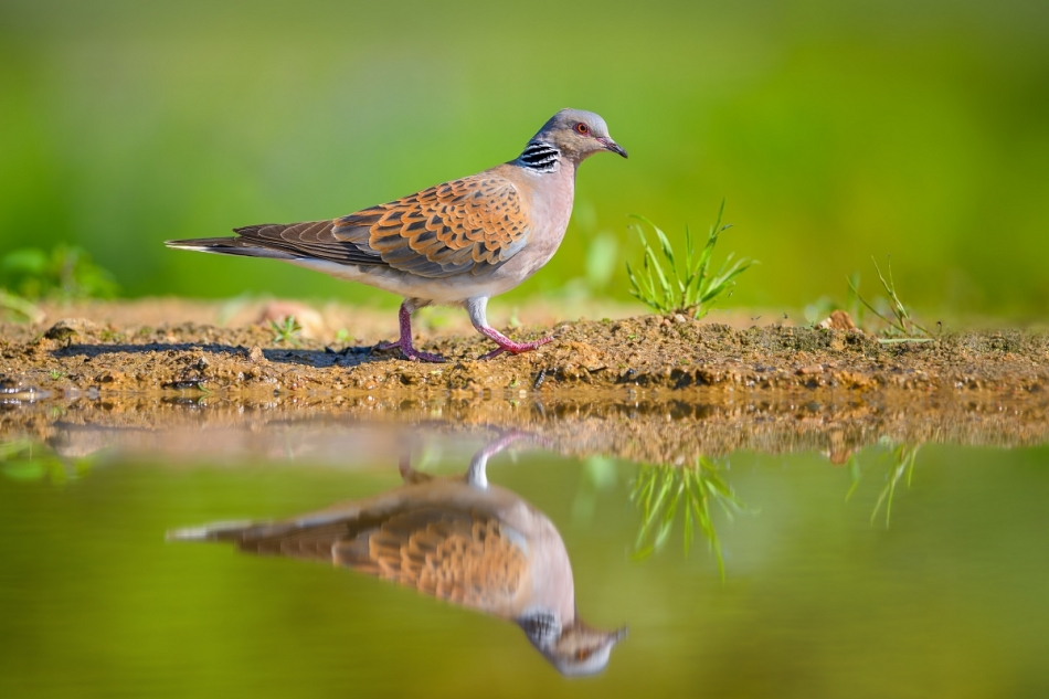 W lusterku ... Turkawka, European Turtle-Dove (Streptopelia turtur) ... 2024r. . Zdjęcie 329383