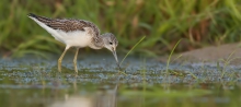 Kwokacz (Tringa nebularia)