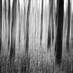 opowieści z lasu #2