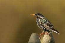 Sturnus vulgaris.