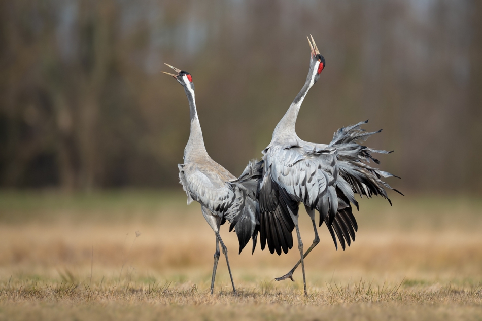raftik - Wiosenne pieśni - Żurawie, Common Crane (Grus grus) ... 2020r. . Zdjęcie 264728