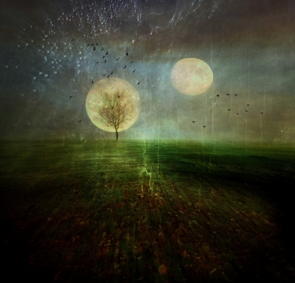 robin74r - The Moon Tree.... . Zdjęcie 330395