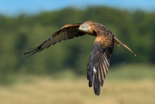 Kania Ruda, Red Kite (M...