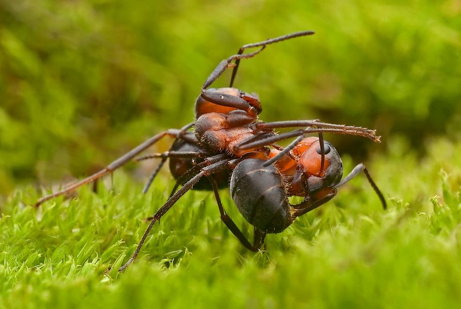robak - atak... . Zdjęcie 53402