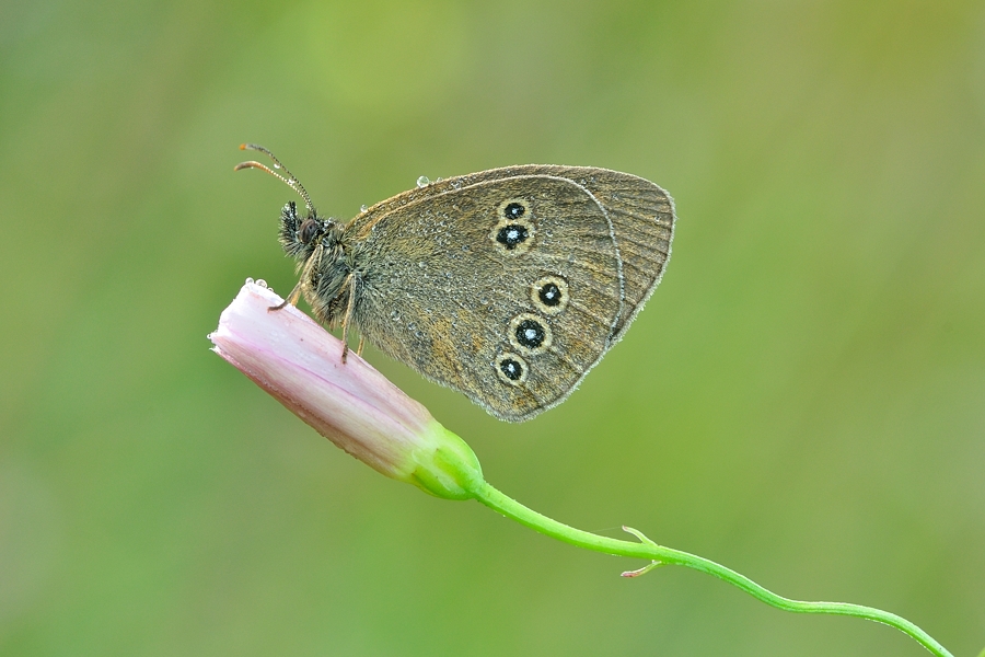 mariusz - Przestrojnik trawnik (Aphantopus hyperantus). . Zdjęcie 98380