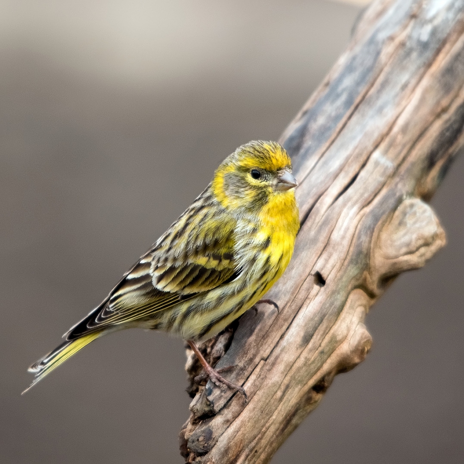 roman53 - kulczyk. . Zdjęcie 301420