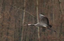 Grus grus