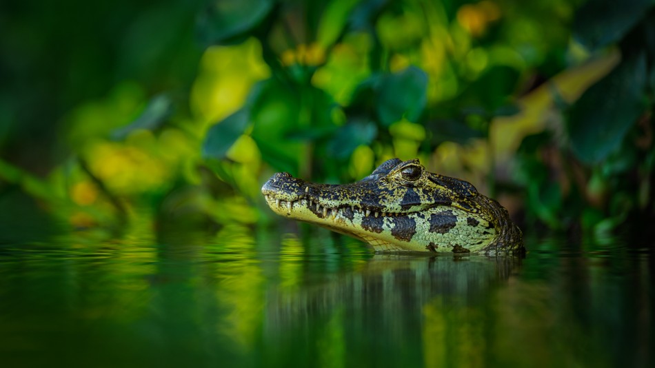 Lilen - Dorastanie w cieniu. W zielonym półmroku Pantanalu młody kajman wkracza w etap, w którym nie jest już bezbronnym malcem, ale wciąż ma przed sobą wiele lekcji drapieżnego życia. .. Zdjęcie 337665