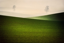 Bracia