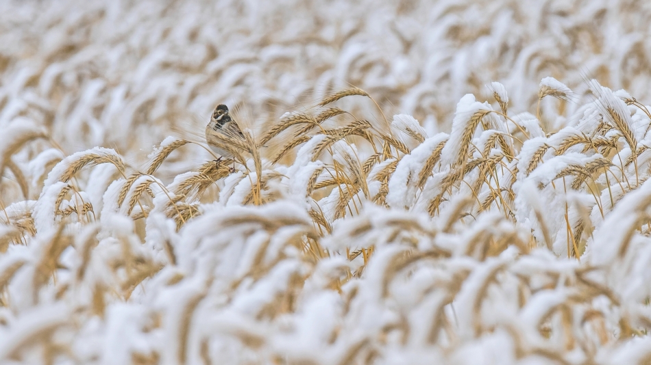 meczata - Niedlugo żniwa. 13.02.2025 Natura oszalała. Pole dojrzałego żyta w środku zimy to niecodzienny widok. Wisienką na lodowym torcie potrzos -też jakby nie z tej bajki.:). Zdjęcie 330742
