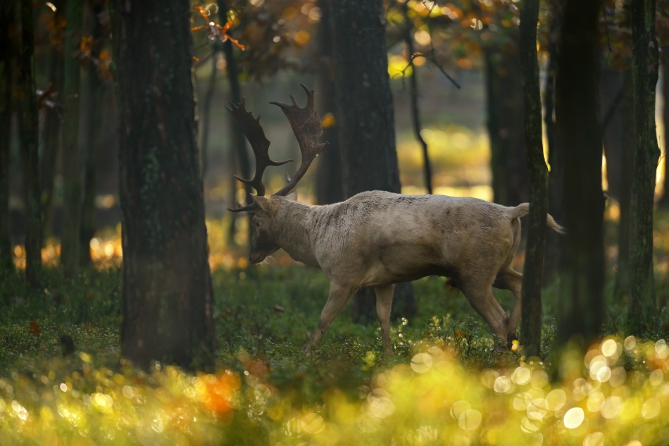 pablo77 - O świcie. Pe. Zdjęcie 336455