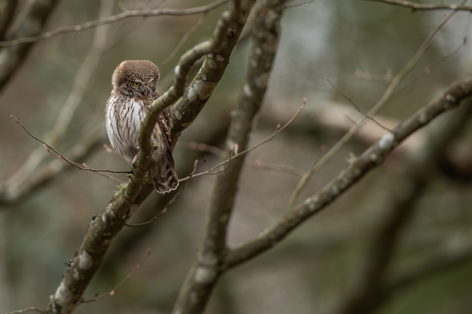 darek_d - najmniejsza. Puszcza Białowieska marzec 2025. Zdjęcie 331053