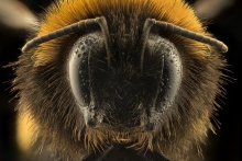 Bombus