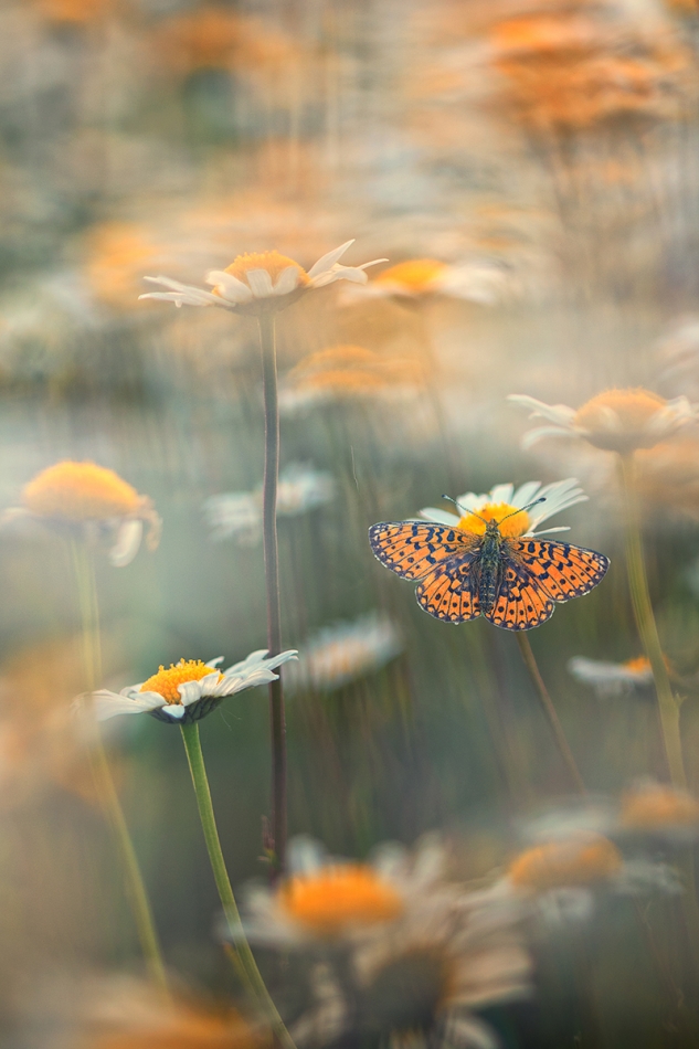 Lato w Margaretach . . Zdjęcie 336895