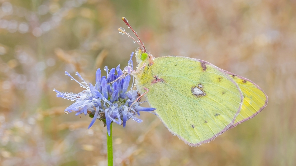 meczata - Zielonooki nosiwoda. Szlaczkoń siarecznik zaprasza na PE :). Zdjęcie 336675