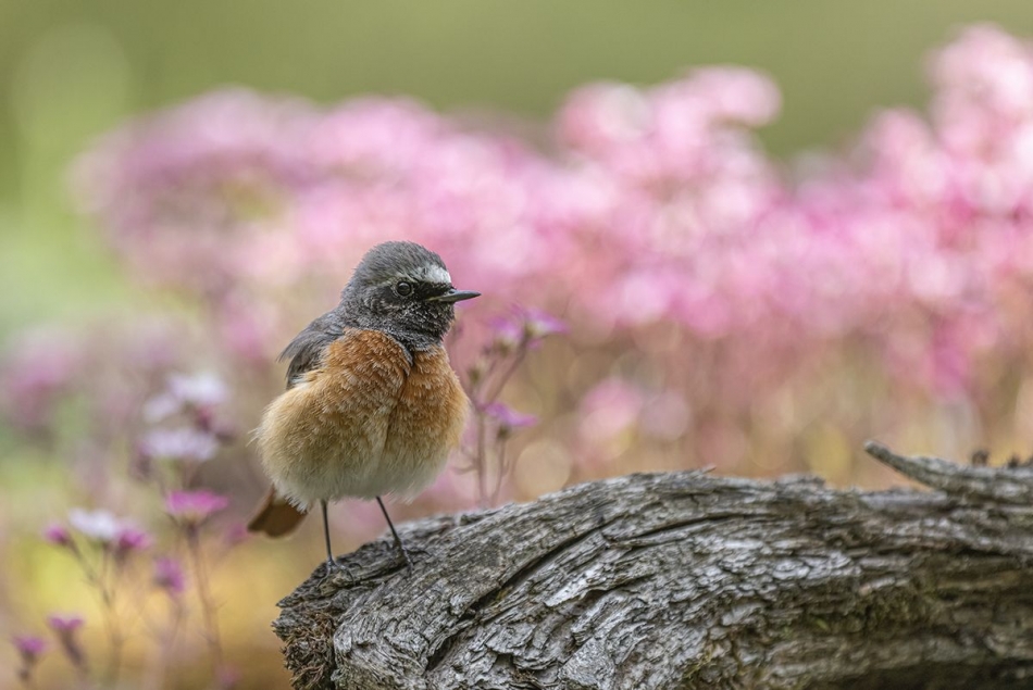 slaw300 - Pleszka. . Zdjęcie 336980