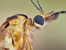 ,Tipula.