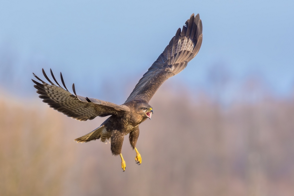 raftik - Krzykacz ... Myszołów, Common Buzzard (Buteo buteo) .... . Zdjęcie 330164