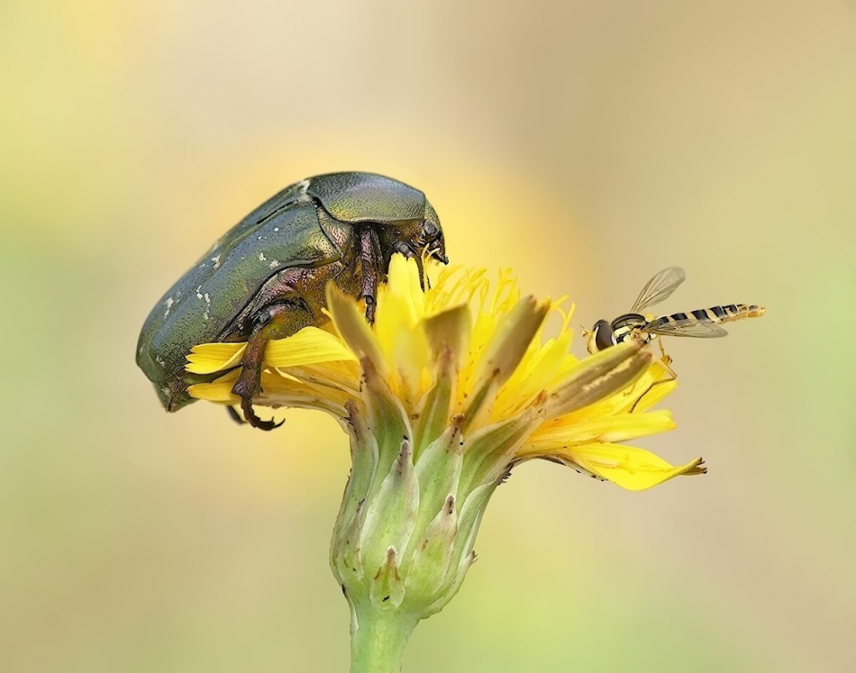 keni - Kruszczyca złotawka (Cetonia aurata) i Bzyg prążkowany (Episyrphus balteatus). . Zdjęcie 317237