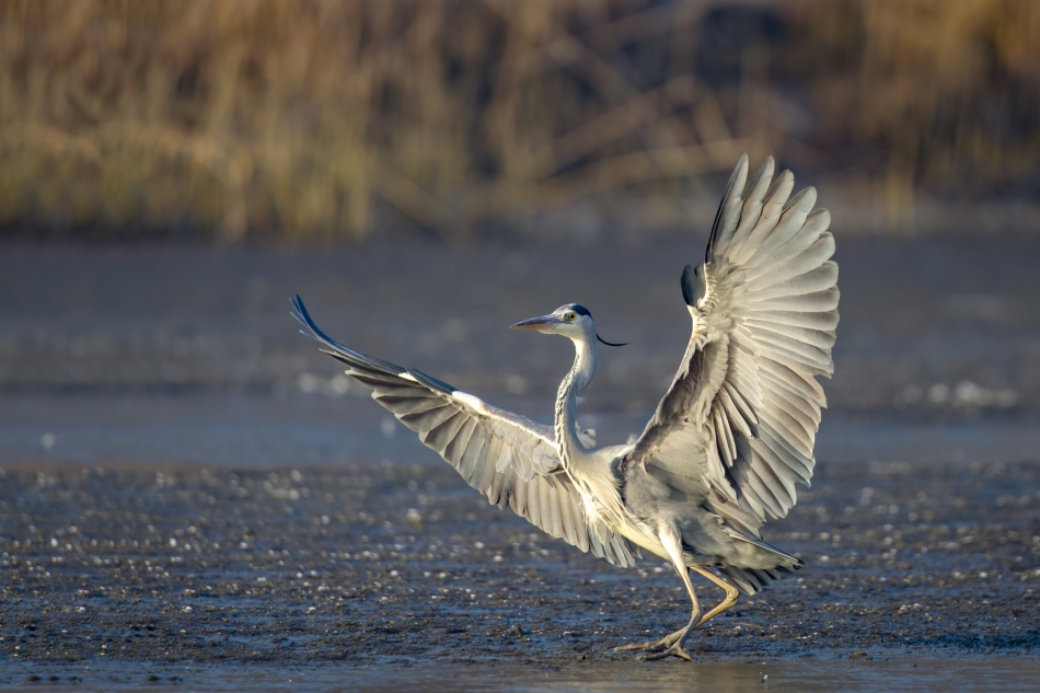 amigamedia - Balet na lodzie. Czapla siwa (Ardea cinerea) Przyroda naszego regionu.Gorzyce. Sony ILCE-1+Sony SEL200600G FE 200-600mm f/5.6-6.3 G OSS. Przysłona: f/6,3; Czas ekspozycji: 1/1250 s; ISO: 800; Ogniskowa: 600 mm.. Zdjęcie 329566