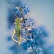 Just blues