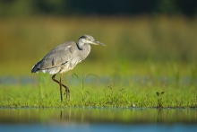 Czapla Siwa, Grey Heron...