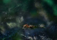 Wampirus pająkulus