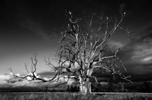 The story-telling tree