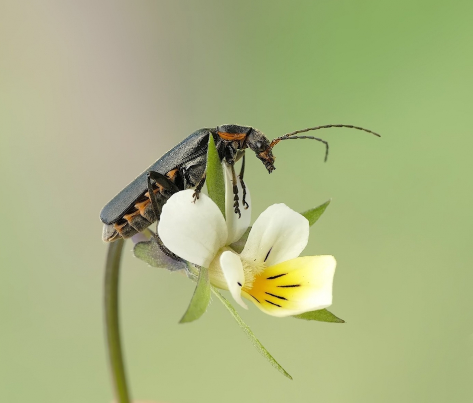 keni - Cantharis obscura – Omomiłek czarny. . Zdjęcie 314585