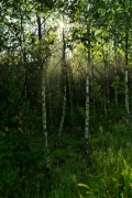 Brzozowy zagajnik