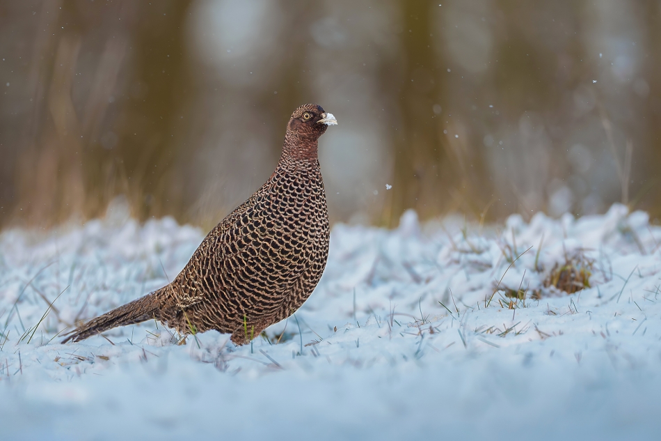 fotodam - Cudak. Bażant (Phasianus colchicus) Common Pheasant . Zdjęcie 329782